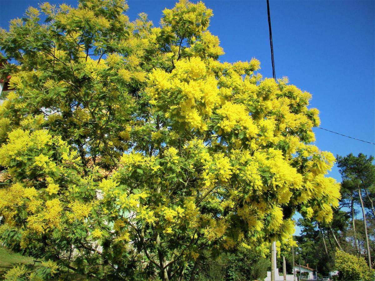 Mer A 200M,,Ds Les Mimosas En Fleur ! ロンス・レ・バン エクステリア 写真
